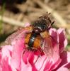 Tachina fera